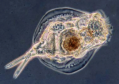 rotifer3